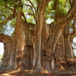 MEX.taxodium mucronatum.apkm 36 m