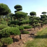 Pinus-bonsa