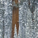 USA: California: Sequoia National Park: General Sherman Tree: Two visitors gaze up at the largest tree in the world